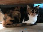 India, Domestic Shorthair For Adoption In Crossville, Tennessee