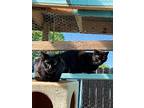 Joe, Domestic Shorthair For Adoption In Crossville, Tennessee