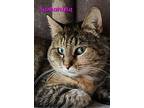 Samantha, Domestic Shorthair For Adoption In Irwin, Pennsylvania