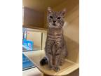 A1 Sauce, Domestic Shorthair For Adoption In Roanoke, Virginia