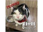 Mooney, Domestic Shorthair For Adoption In Stewart, Tennessee