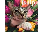 Tulip, American Shorthair For Adoption In Midland, Texas