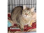 Katniss, Domestic Shorthair For Adoption In Irwin, Pennsylvania