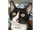 Meritage, Domestic Shorthair For Adoption In Windermere, Florida