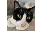 Audrina, Domestic Shorthair For Adoption In Sicklerville, New Jersey
