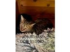 Jonathan, Domestic Shorthair For Adoption In Crossville, Tennessee