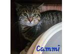 Cammi, Domestic Shorthair For Adoption In Cambridge, Maryland