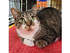 Manny, Domestic Shorthair For Adoption In Irwin, Pennsylvania