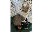 Truffle, Domestic Shorthair For Adoption In Windermere, Florida