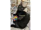 Cabernet, Domestic Shorthair For Adoption In Windermere, Florida
