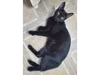 Sean, Domestic Shorthair For Adoption In Windermere, Florida