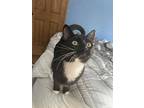 Zorro, Domestic Shorthair For Adoption In Hyde, Pennsylvania