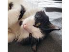 Sylvester, Domestic Longhair For Adoption In Springfield, Oregon