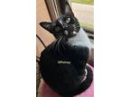 Whimsy, Domestic Shorthair For Adoption In Windermere, Florida