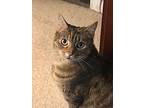 Phoenix, Domestic Shorthair For Adoption In Sicklerville, New Jersey