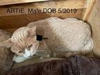 Artie, Domestic Shorthair For Adoption In Crossville, Tennessee