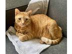 Prince Harry A Charming Tabby Boy!, Domestic Shorthair For Adoption In Brooklyn