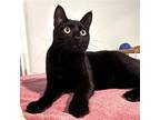 Justice, Domestic Shorthair For Adoption In Springfield, Oregon