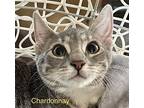 Chardonnay, Domestic Shorthair For Adoption In Windermere, Florida