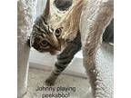Johnny, Domestic Shorthair For Adoption In Windermere, Florida