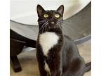Kimmy, Domestic Shorthair For Adoption In Springfield, Oregon