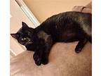 Phineas, Domestic Shorthair For Adoption In Springfield, Oregon