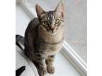 Silver, Domestic Shorthair For Adoption In Springfield, Oregon