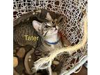 Tater, Domestic Shorthair For Adoption In Windermere, Florida