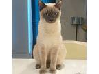 Eloise, Siamese For Adoption In Springfield, Oregon