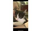 Lily The Best Kitten, Domestic Shorthair For Adoption In Brooklyn, New York