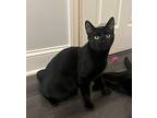 Tirion, Domestic Shorthair For Adoption In Hamilton, New Jersey