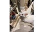Princess Crystal, Domestic Shorthair For Adoption In New York, New York