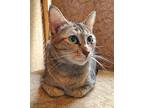 Alexis, Domestic Shorthair For Adoption In Windermere, Florida