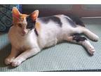 Buttercup, Calico For Adoption In Windermere, Florida