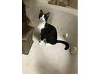 Sylvester, Domestic Shorthair For Adoption In Summerfield, Florida