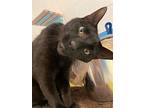 Poe, Domestic Shorthair For Adoption In Crossville, Tennessee