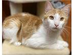 Moon, Domestic Shorthair For Adoption In New York, New York
