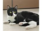 Tiger Lily, Domestic Shorthair For Adoption In Springfield, Oregon