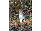 Rebel, Domestic Shorthair For Adoption In Cambridge, Maryland
