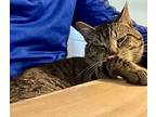 Micho, Domestic Shorthair For Adoption In New York, New York
