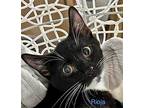 Rioja, Domestic Shorthair For Adoption In Windermere, Florida