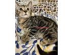 Dumpling, Domestic Shorthair For Adoption In Windermere, Florida