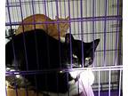 Working Cats, Domestic Shorthair For Adoption In Springfield, Oregon
