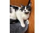 Salsa, Domestic Shorthair For Adoption In New York, New York