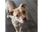 Maple, American Staffordshire Terrier For Adoption In Nashville, Tennessee