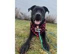 Leo, Labrador Retriever For Adoption In Hull, Massachusetts