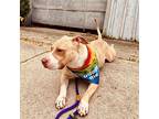 Leanna, American Staffordshire Terrier For Adoption In Indianapolis, Indiana