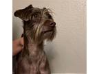 Thomas Ii, Scottie, Scottish Terrier For Adoption In Dallas, Texas