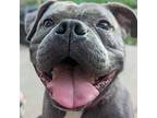 Cheese Cube, American Pit Bull Terrier For Adoption In Indianapolis, Indiana