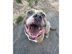 Bonnie, American Pit Bull Terrier For Adoption In Indianapolis, Indiana
